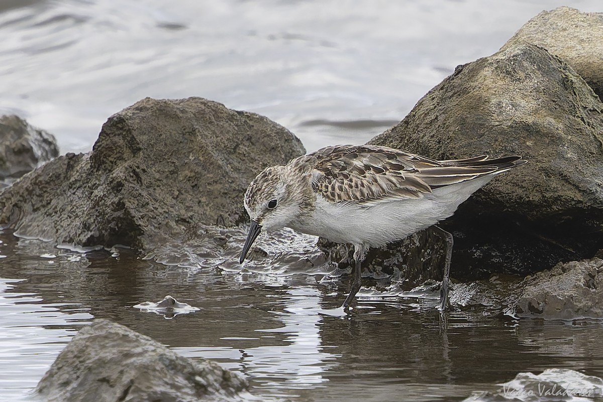 ヨーロッパトウネン - ML644277812