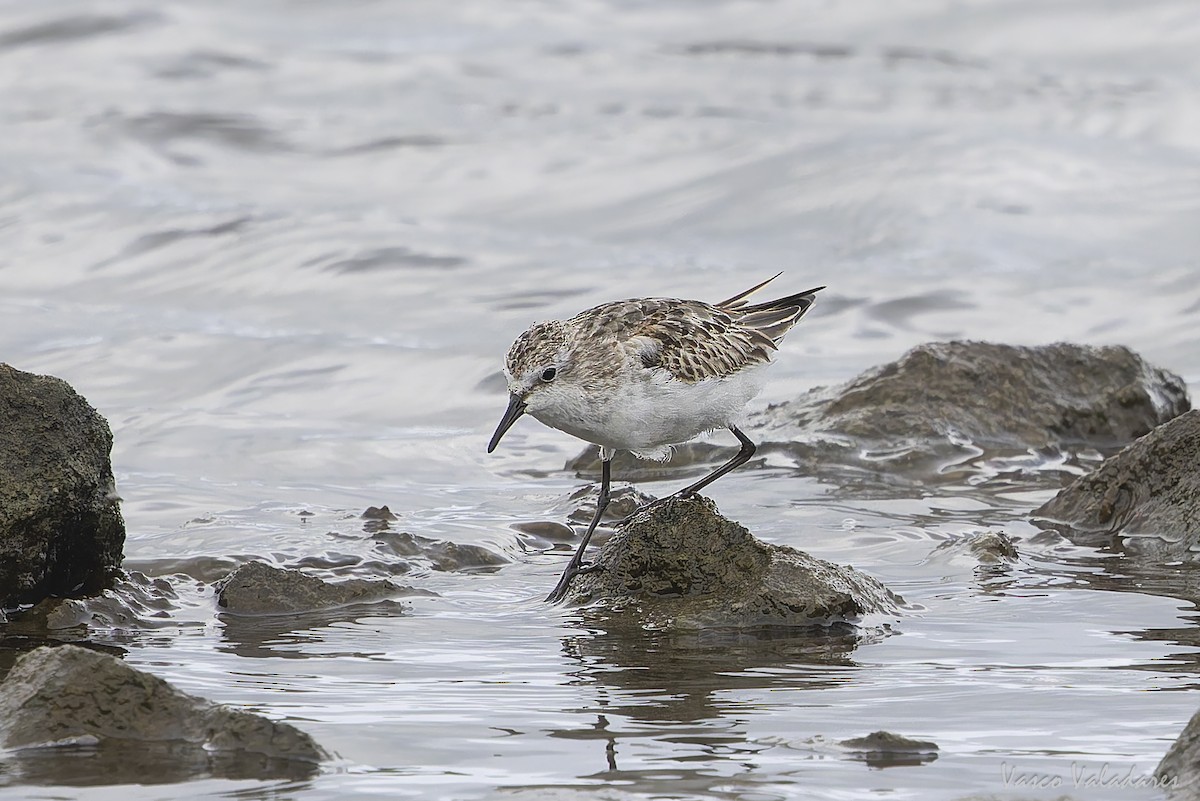 ヨーロッパトウネン - ML644277813