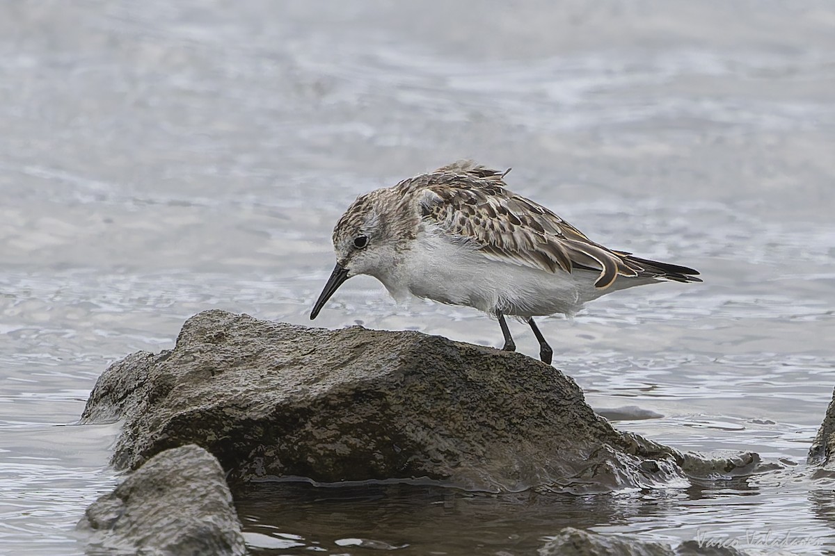 ヨーロッパトウネン - ML644277814