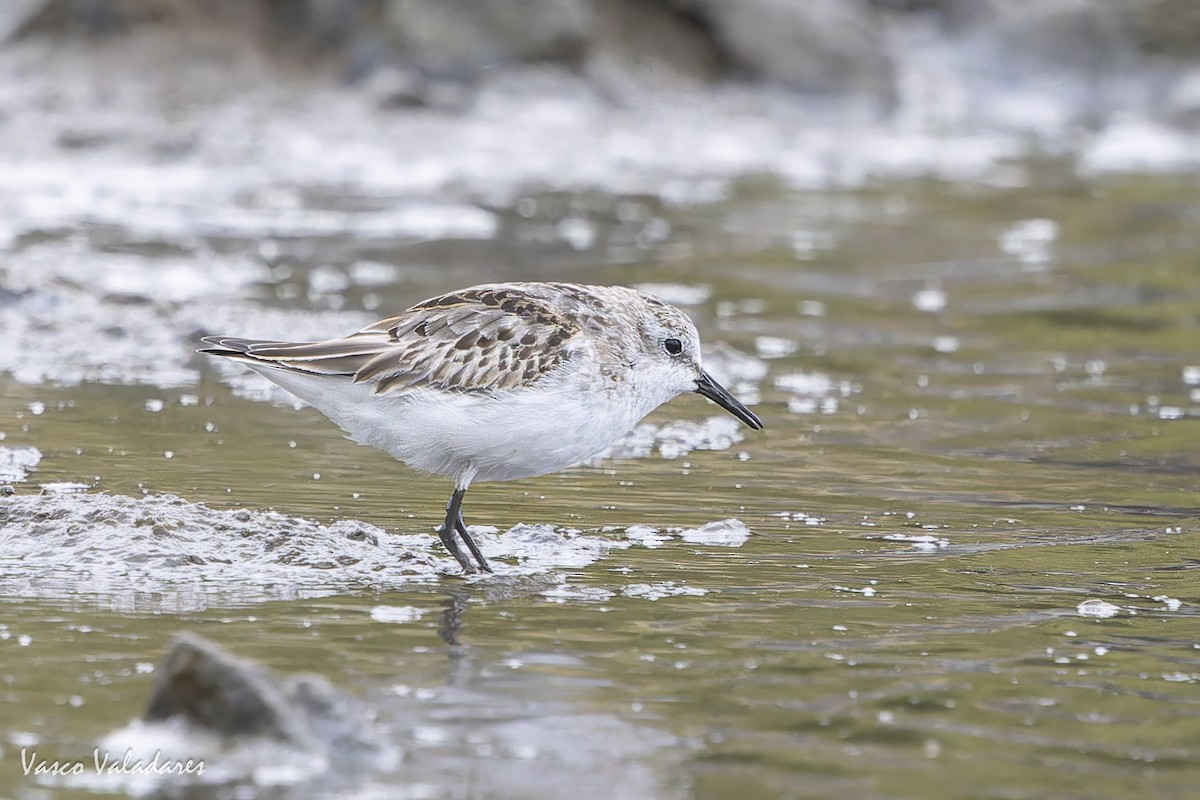 ヨーロッパトウネン - ML644277815