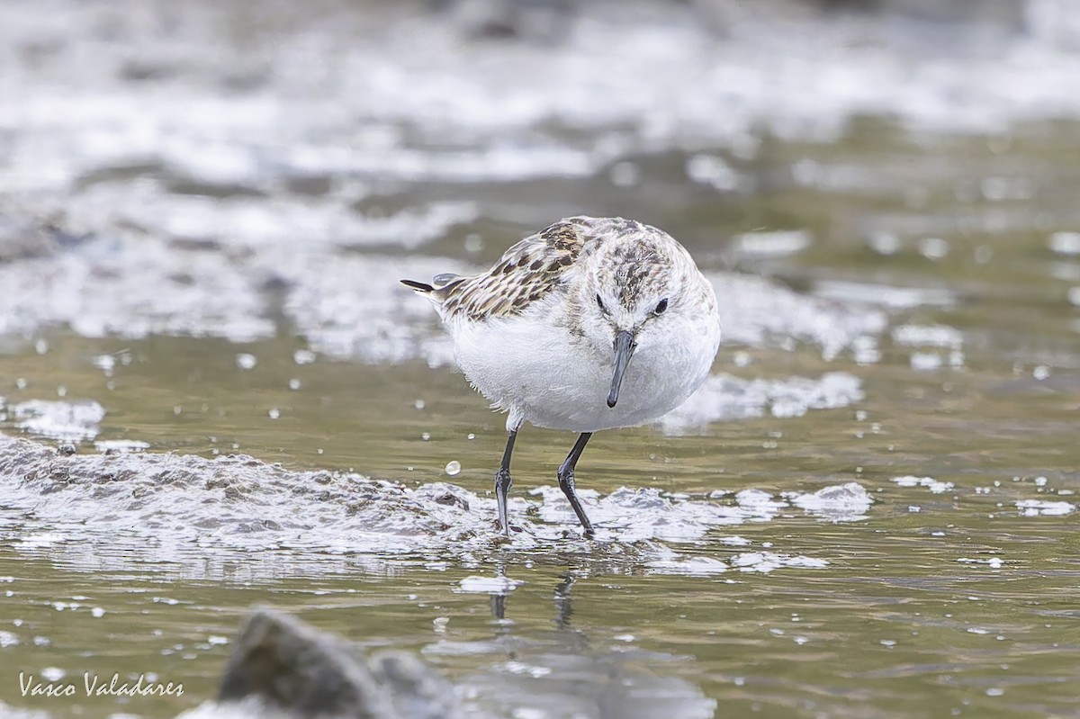 ヨーロッパトウネン - ML644277816