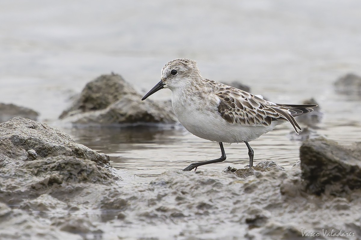 ヨーロッパトウネン - ML644277817