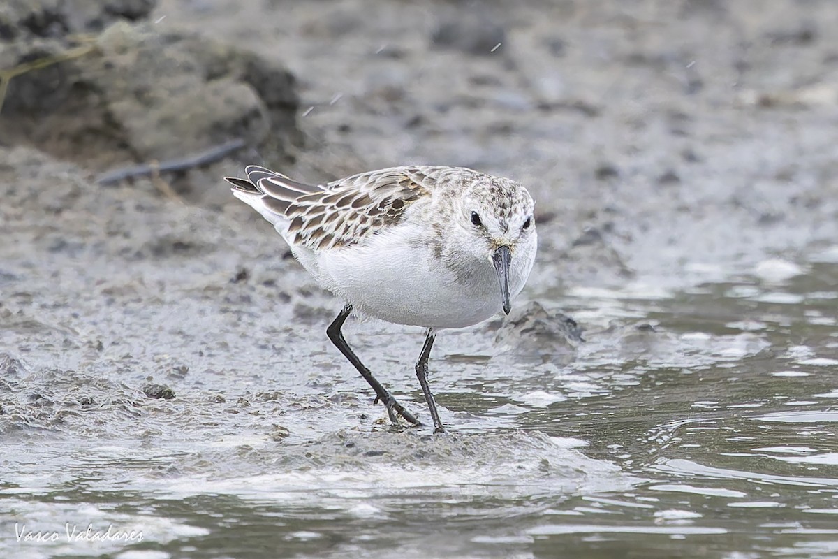 ヨーロッパトウネン - ML644277819