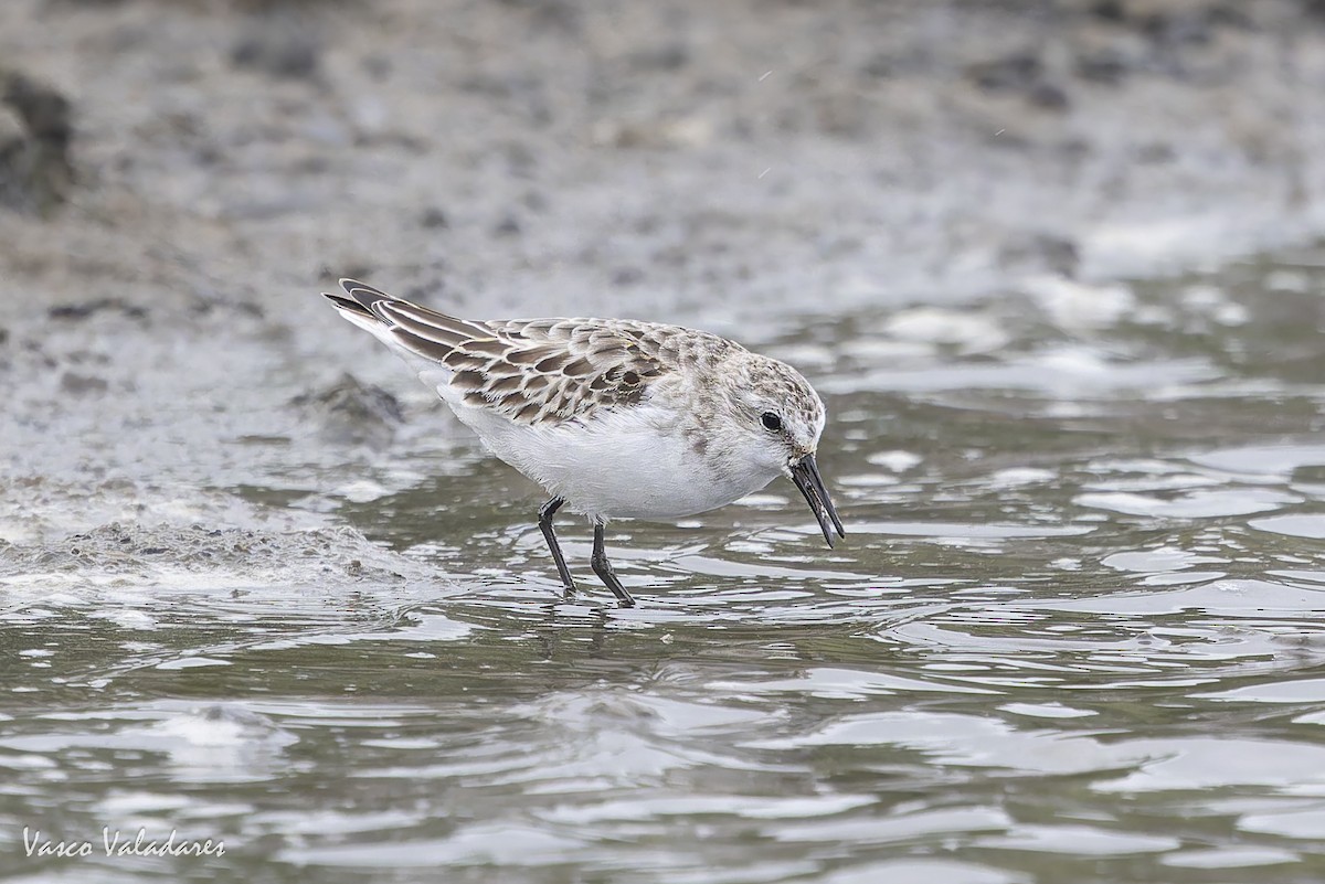 ヨーロッパトウネン - ML644277820