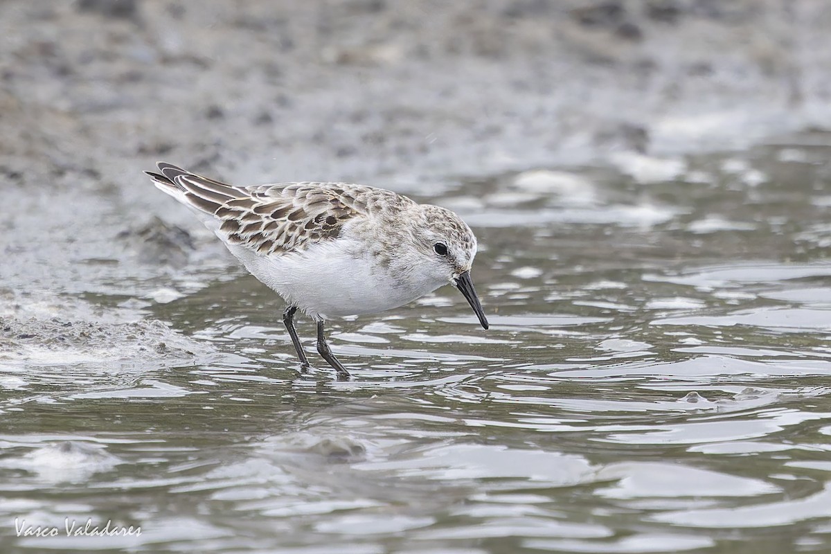 ヨーロッパトウネン - ML644277821