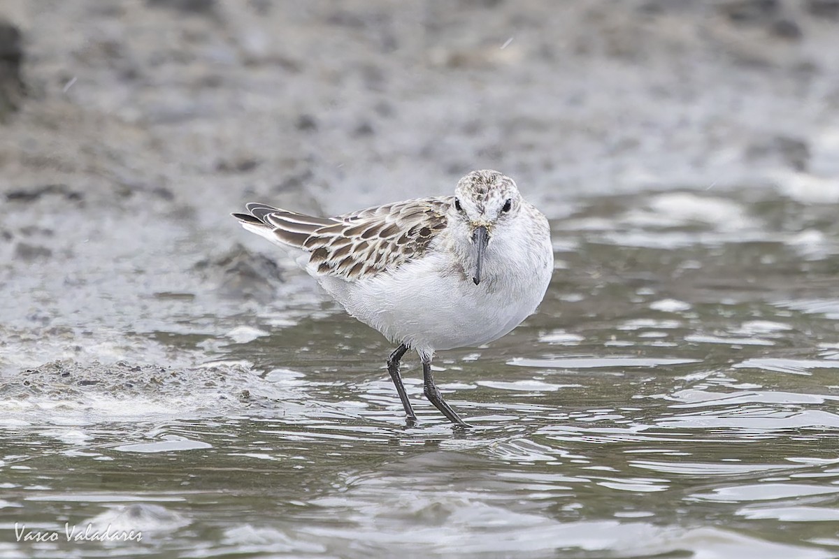 ヨーロッパトウネン - ML644277822