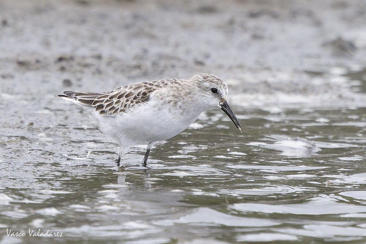 ヨーロッパトウネン - ML644277823