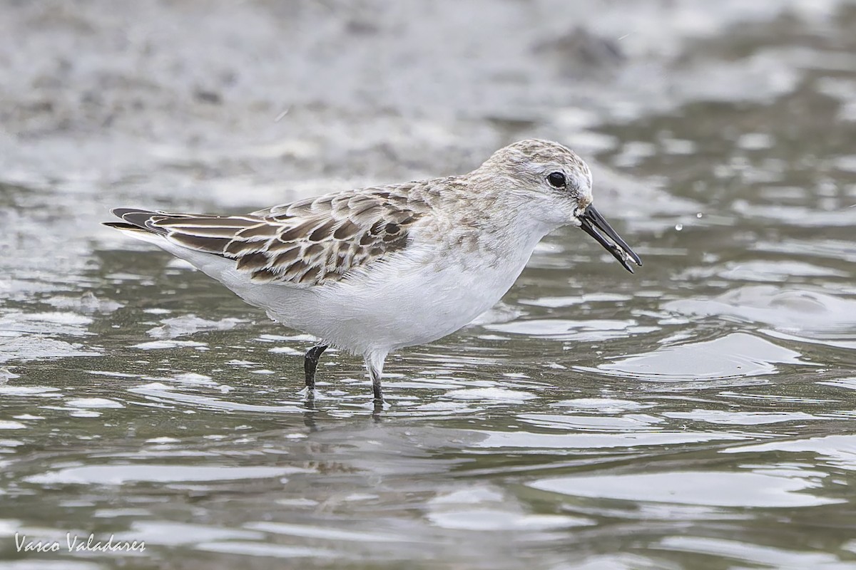 ヨーロッパトウネン - ML644277824