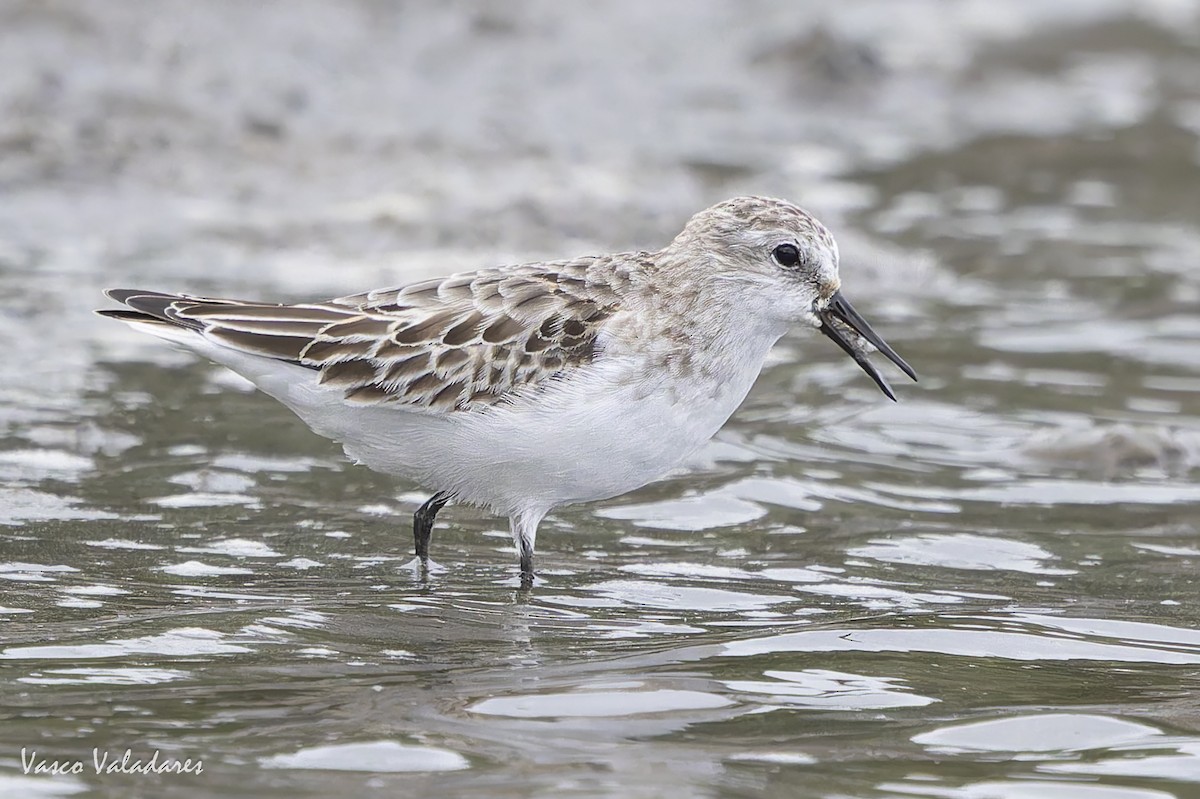 ヨーロッパトウネン - ML644277825