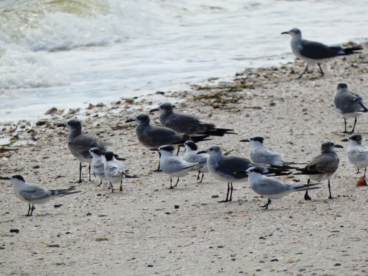 Ацтекская чайка - ML644277836