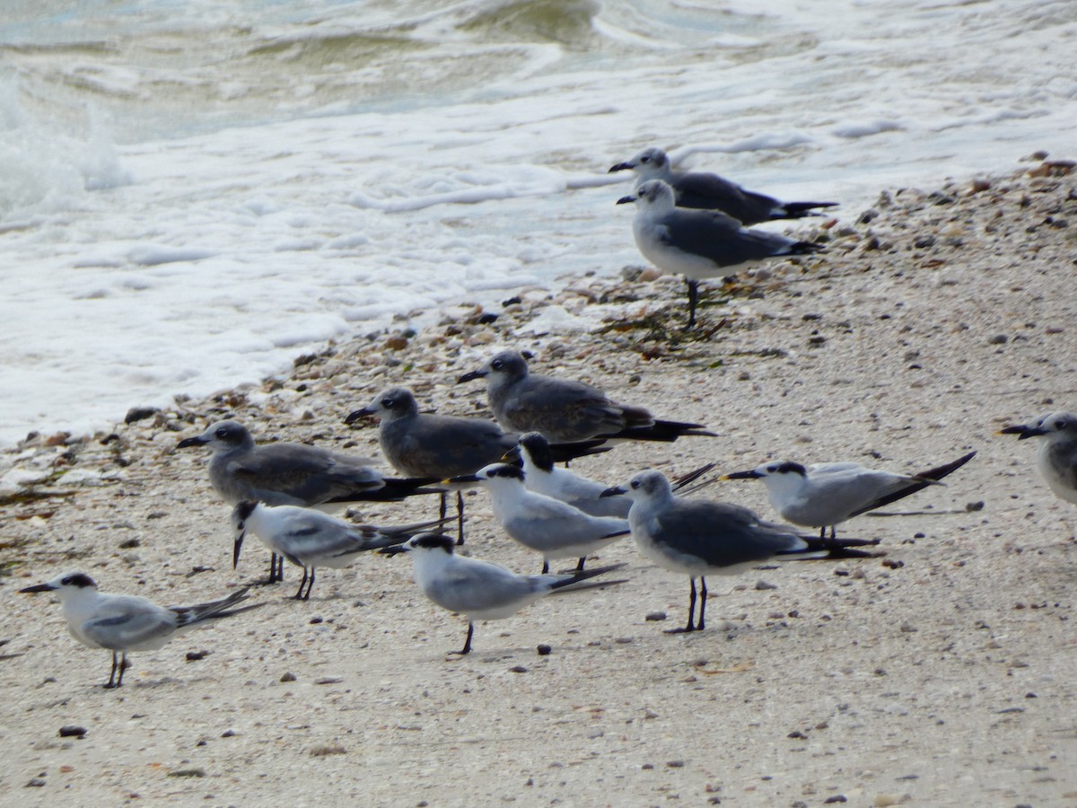 Sandwich Tern - ML644277845