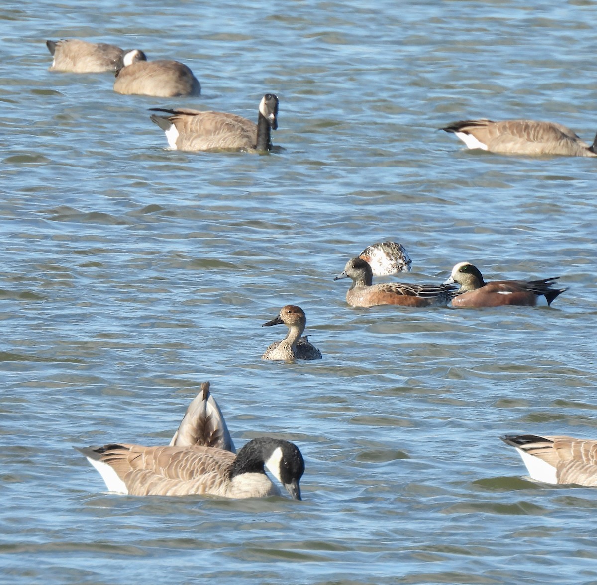 Шовтгор алаг нугас - ML644277846