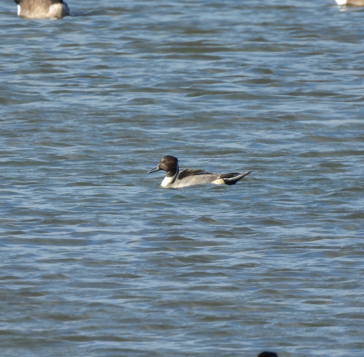 Шовтгор алаг нугас - ML644277848