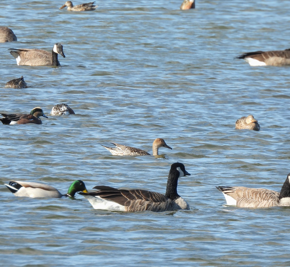 Шовтгор алаг нугас - ML644277849