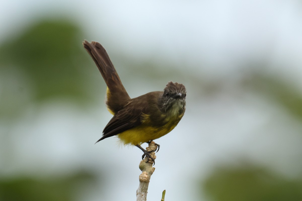 Dusky-chested Flycatcher - ML644277850