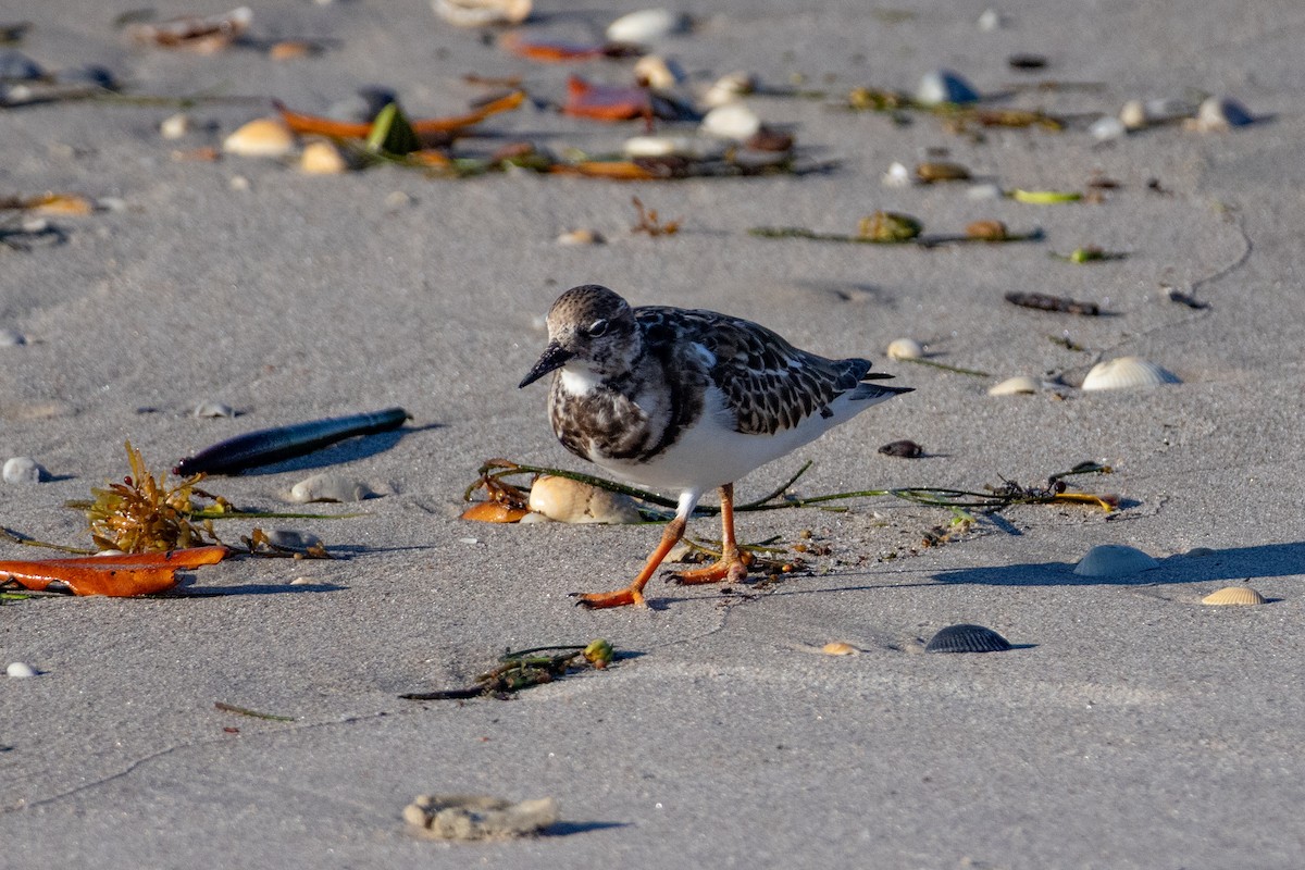 Алаг хайргач - ML644277851
