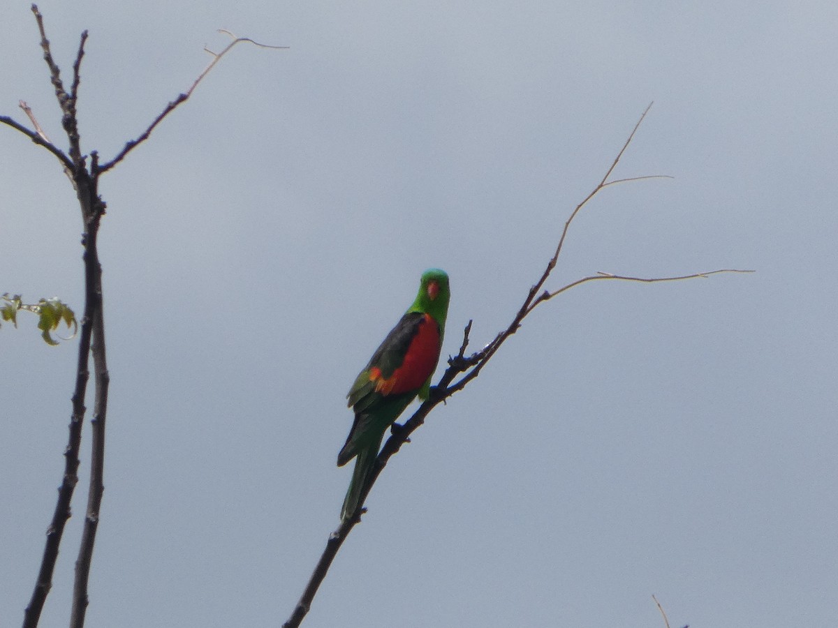 Red-winged Parrot - ML644277852