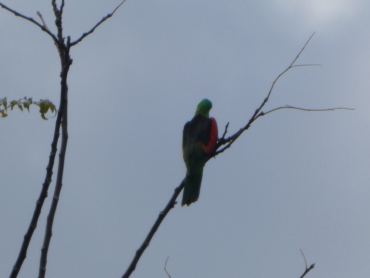 Red-winged Parrot - ML644277853