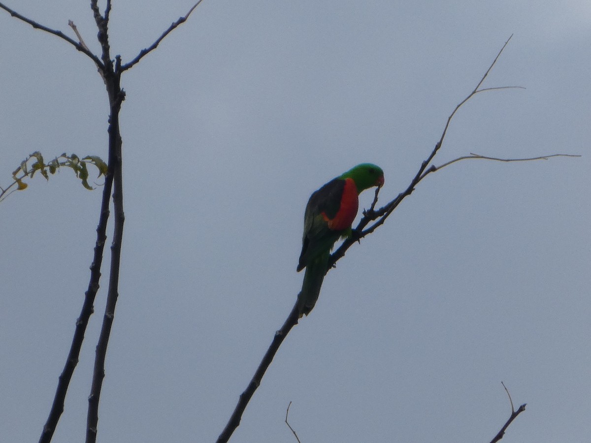 Red-winged Parrot - ML644277854