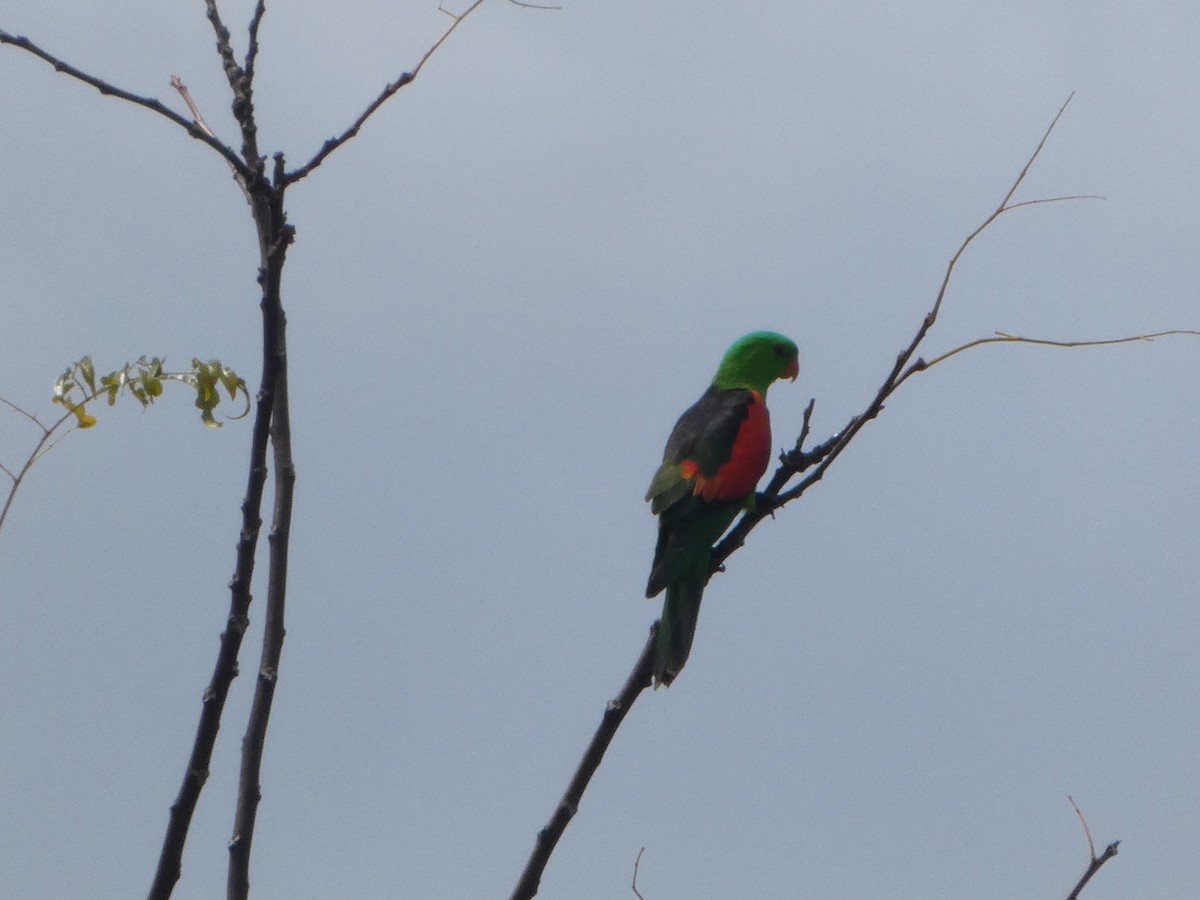 Red-winged Parrot - ML644277855