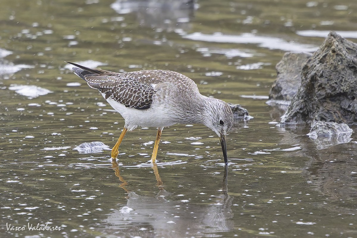 Lesser Yellowlegs - ML644277856