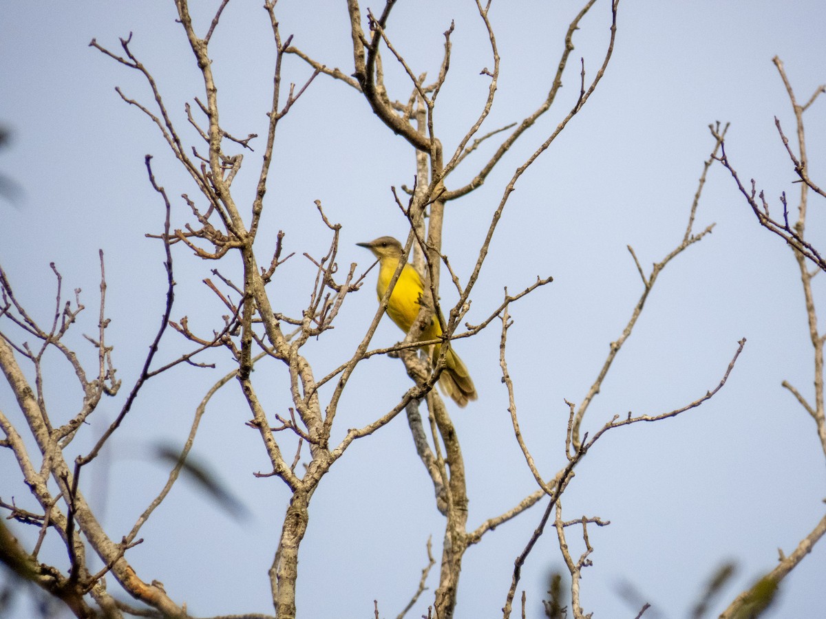 Cattle Tyrant - ML644277857