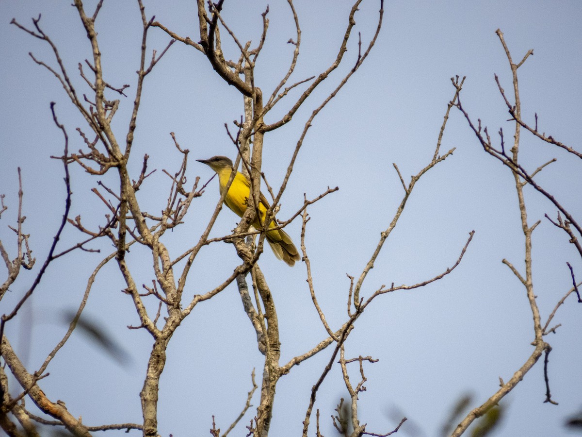 Cattle Tyrant - ML644277858