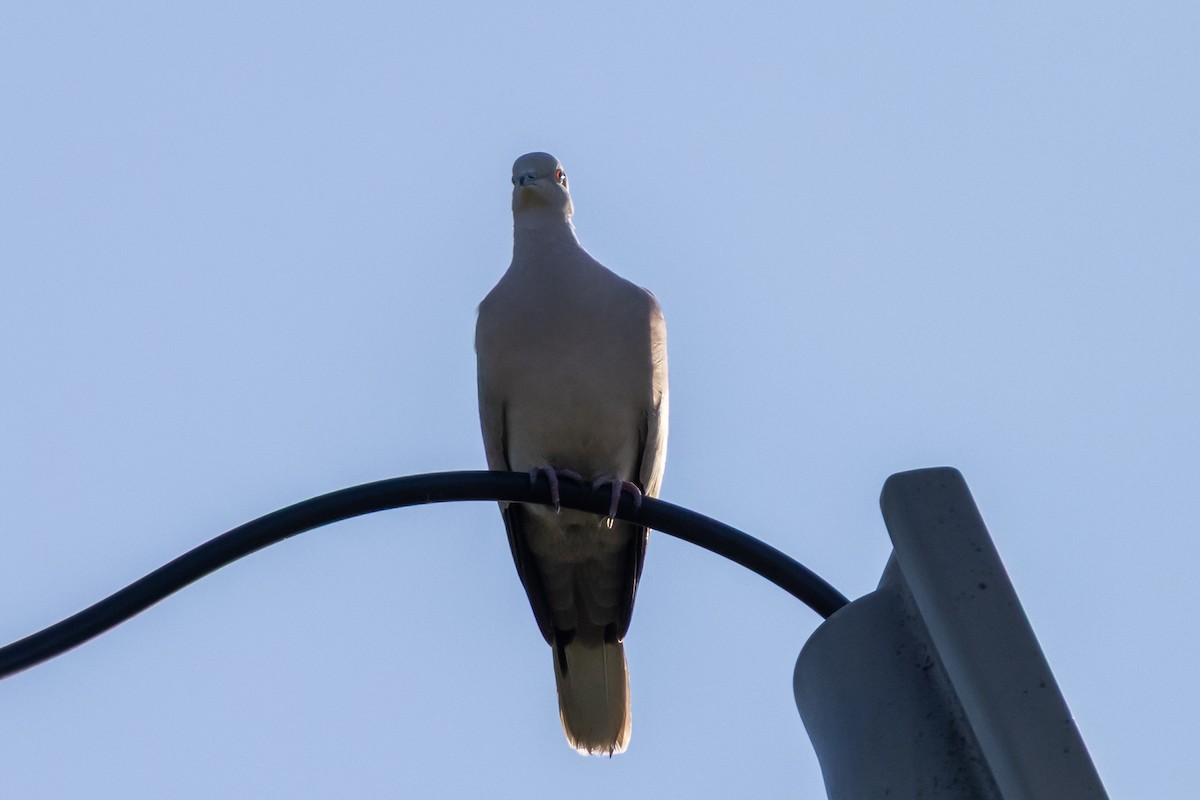 Буулгат хүүрзгэнэ - ML644277859