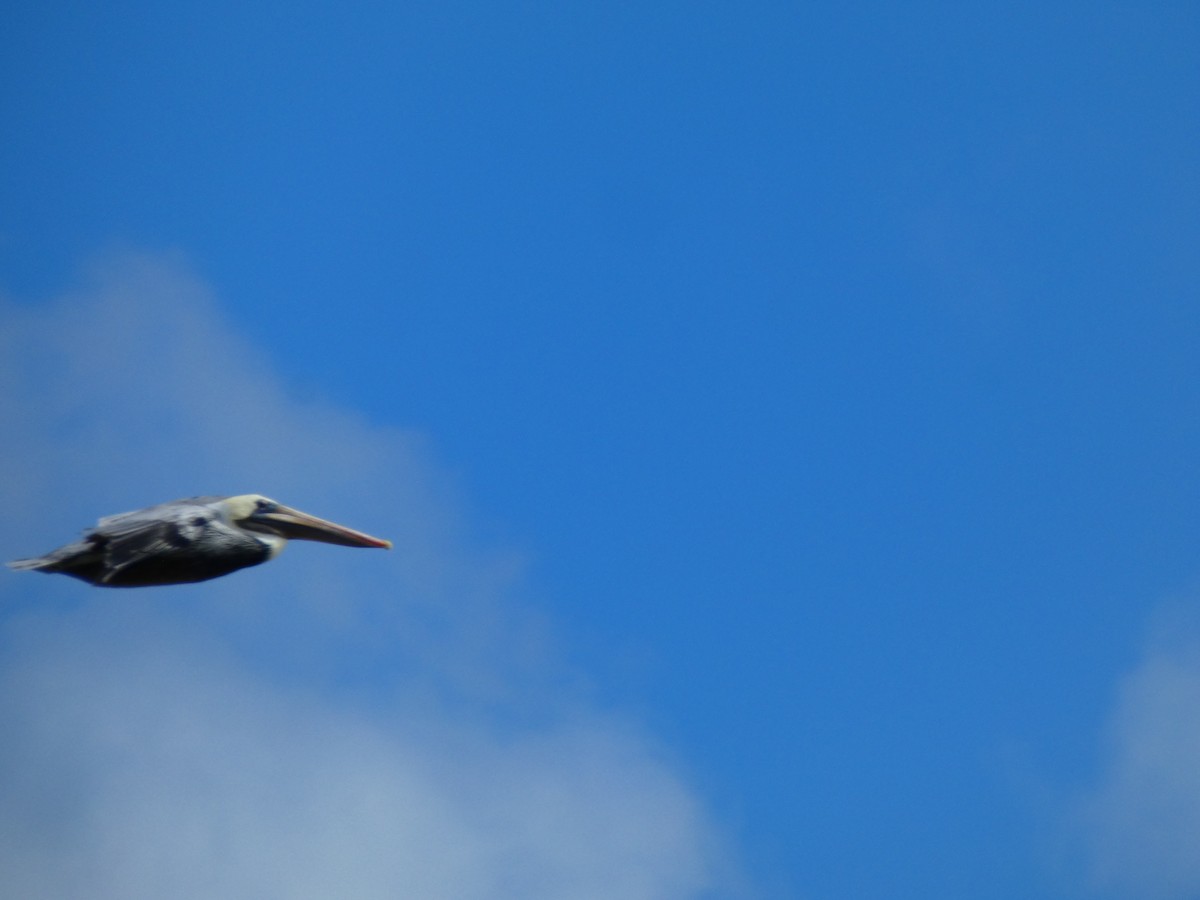 Brown Pelican - ML644277860