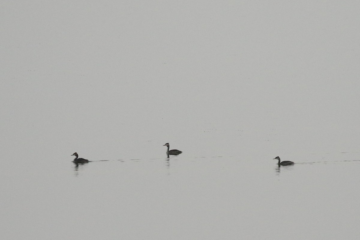 Отгот шунгуур - ML644277861