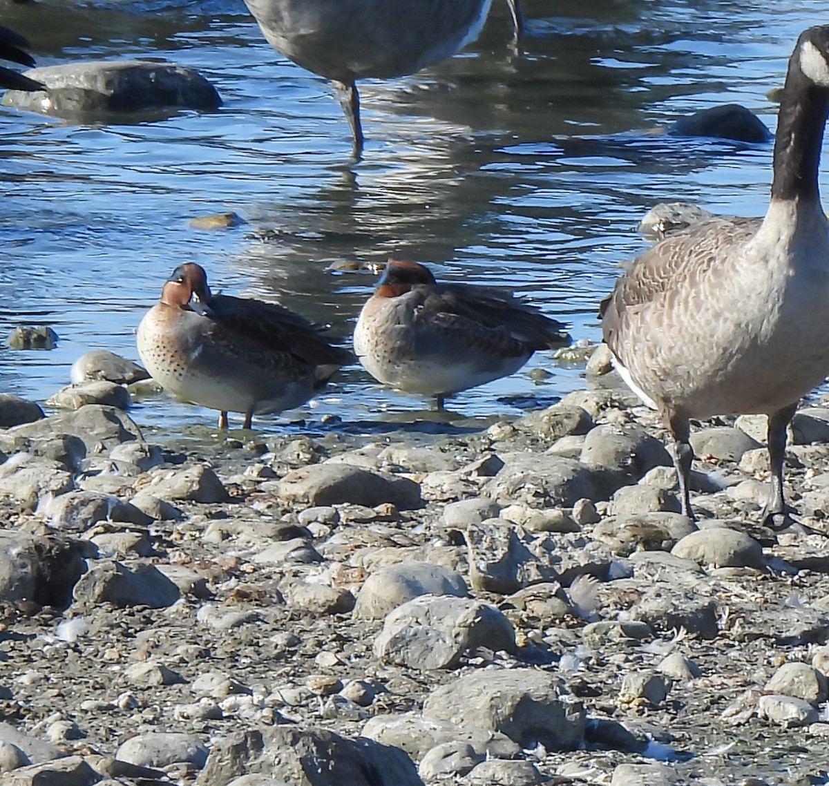 Ногоохон нугас - ML644277862