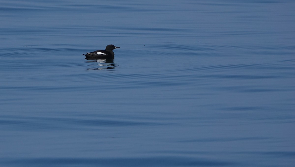 Black Guillemot - ML644277864