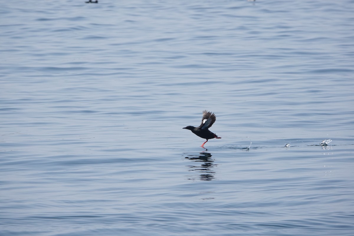 Black Guillemot - ML644277866