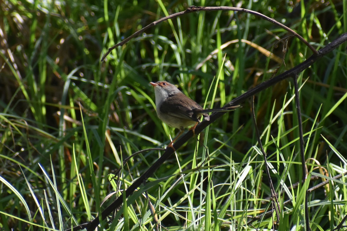 Superb Fairywren - ML644277868