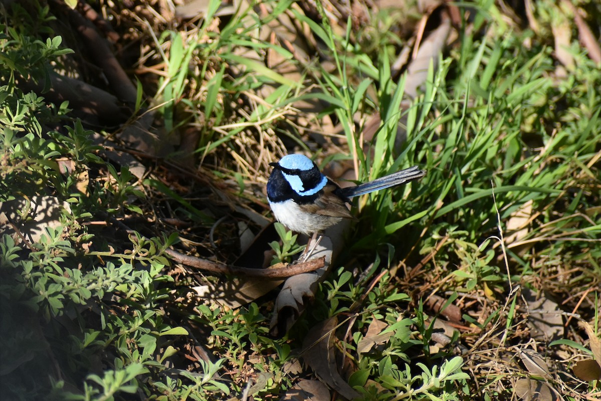 Superb Fairywren - ML644277869