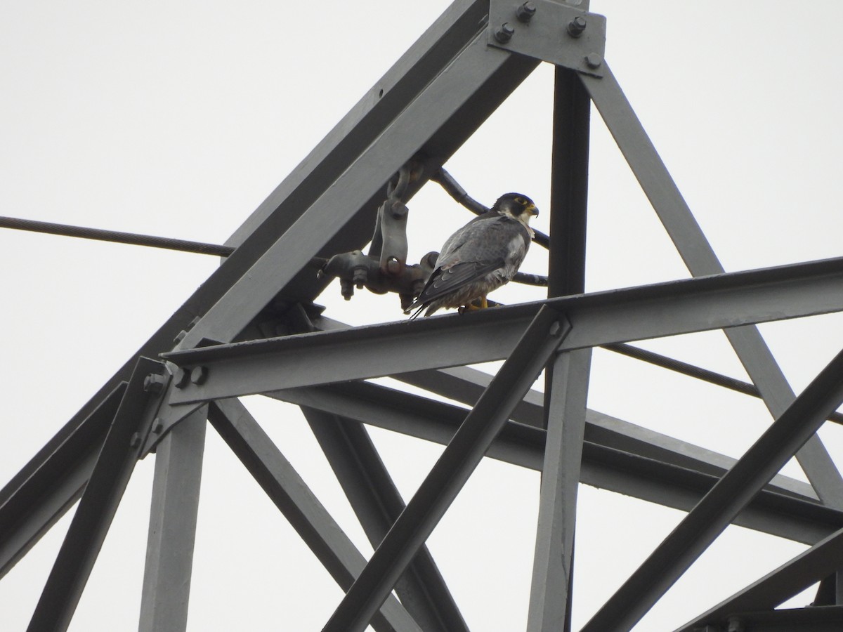 Эгэл шонхор - ML644277872