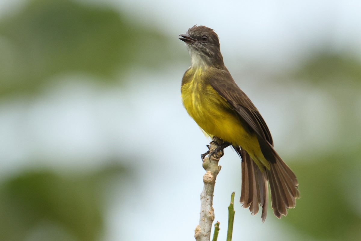 Dusky-chested Flycatcher - ML644277873