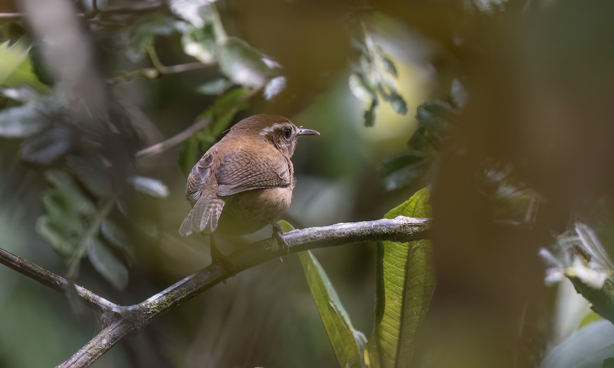 Mountain Wren - ML644277874