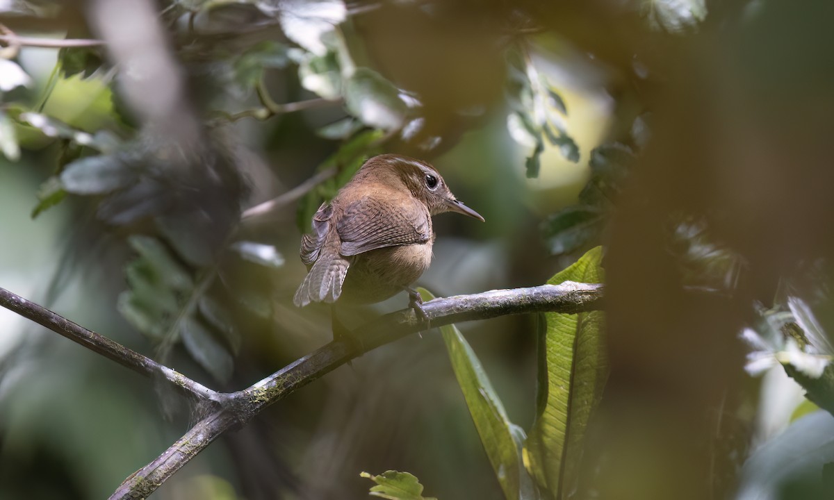 Mountain Wren - ML644277875