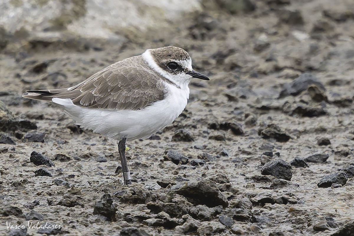 Тэнгисийн хиазат - ML644277876