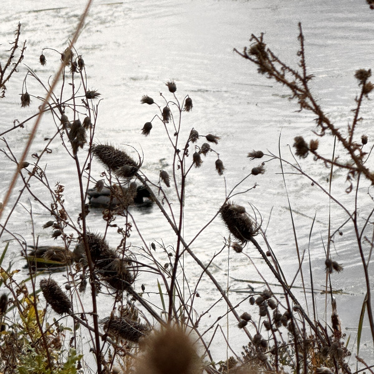 Зэрлэг нугас - ML644277877