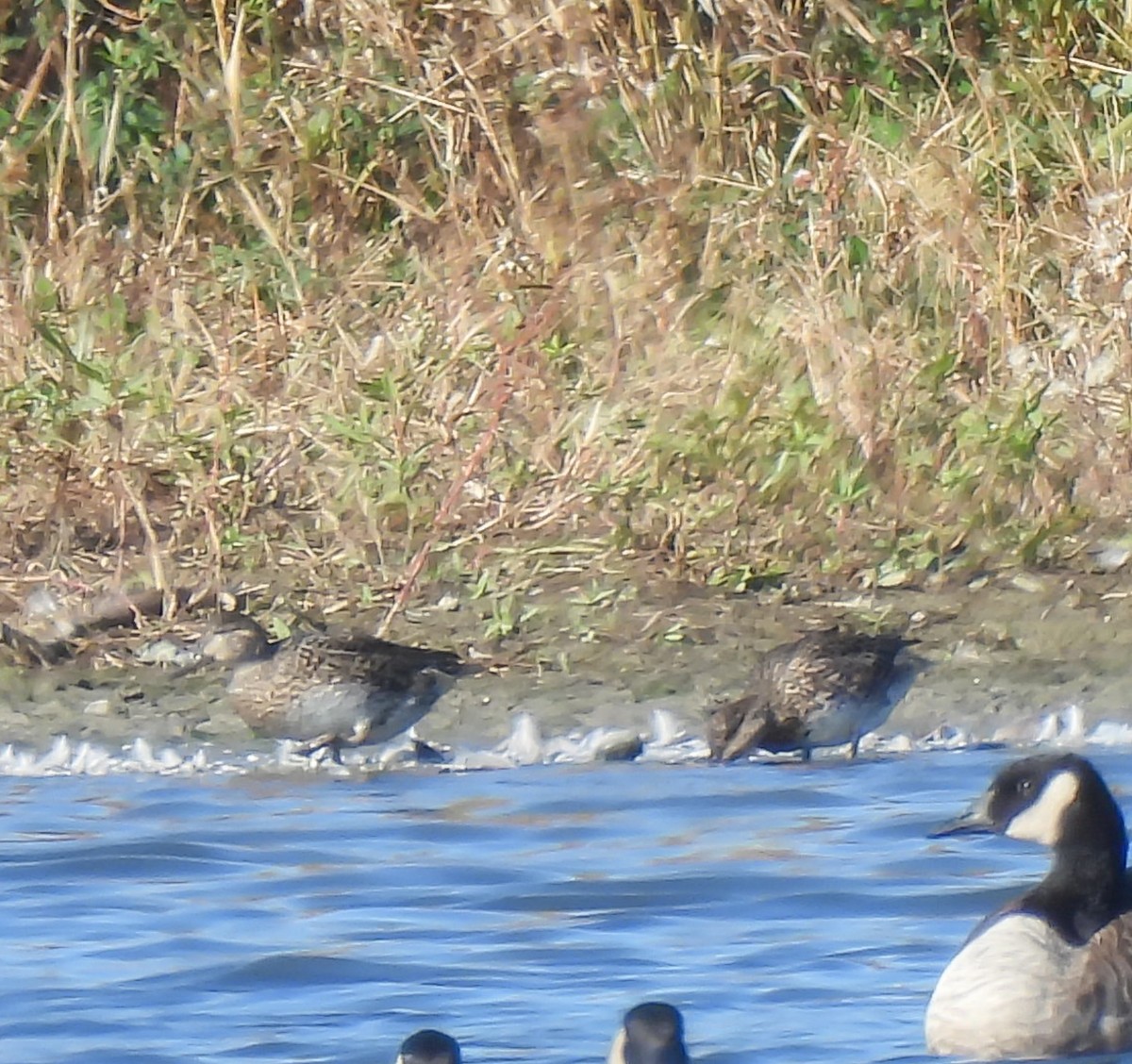 Ногоохон нугас - ML644277879