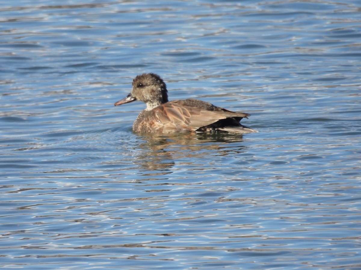 Canard chipeau - ML644277883