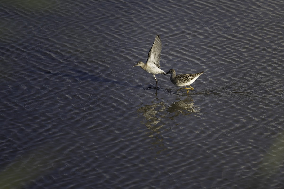 Stilt Sandpiper - ML644277884