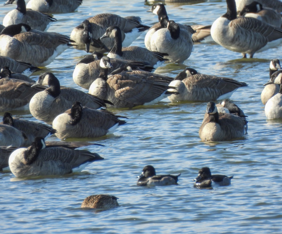 Ring-necked Duck - ML644277887
