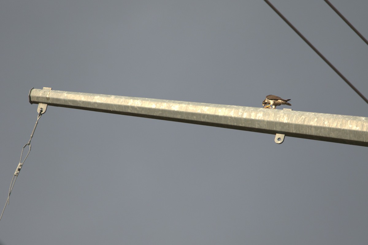 Peregrine Falcon - ML644277893