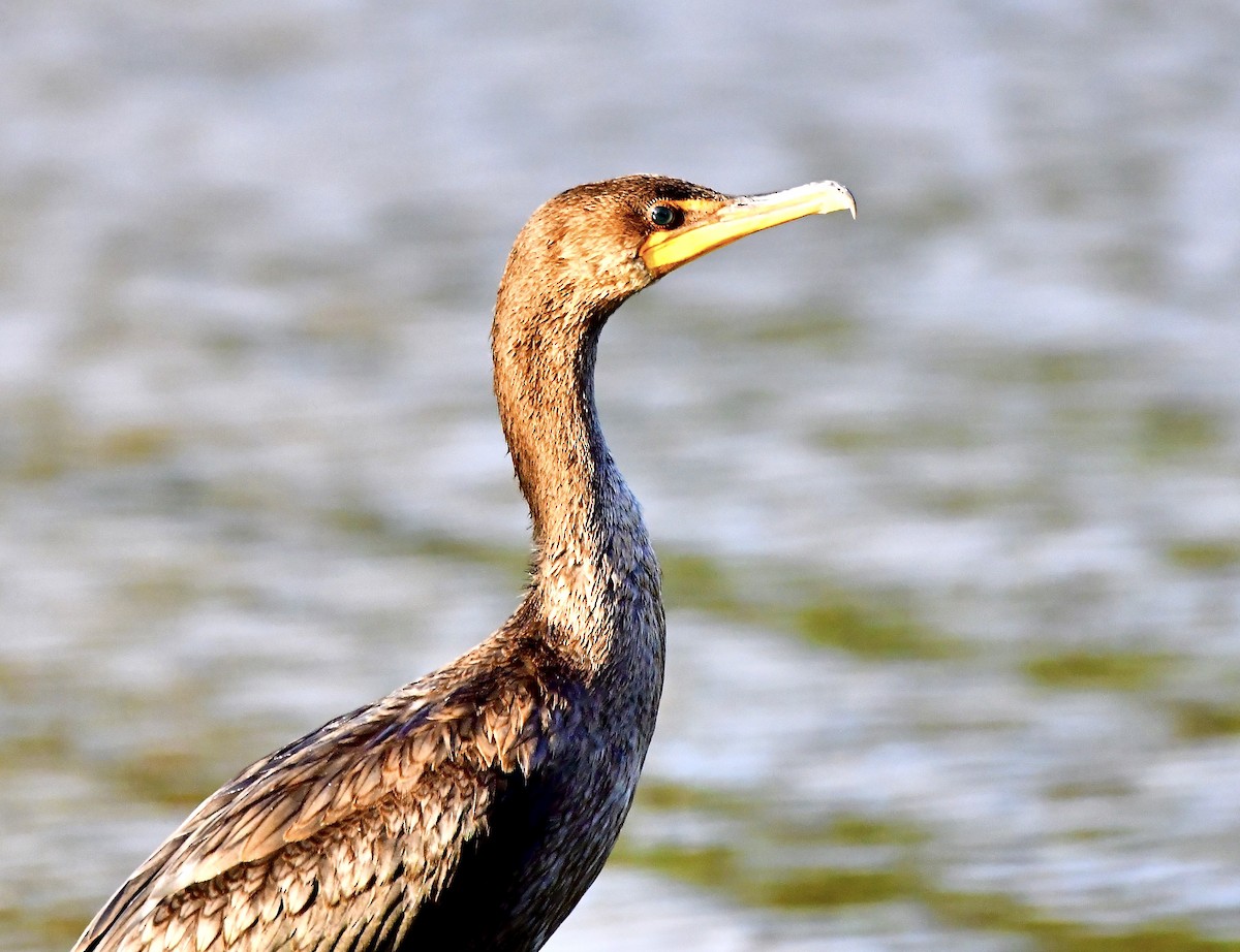 Double-crested Cormorant - ML644277895