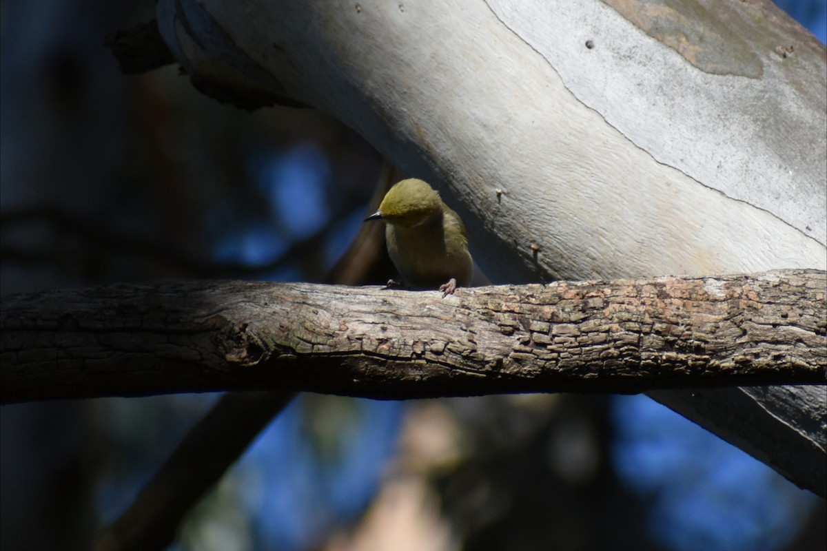 White-plumed Honeyeater - ML644277903