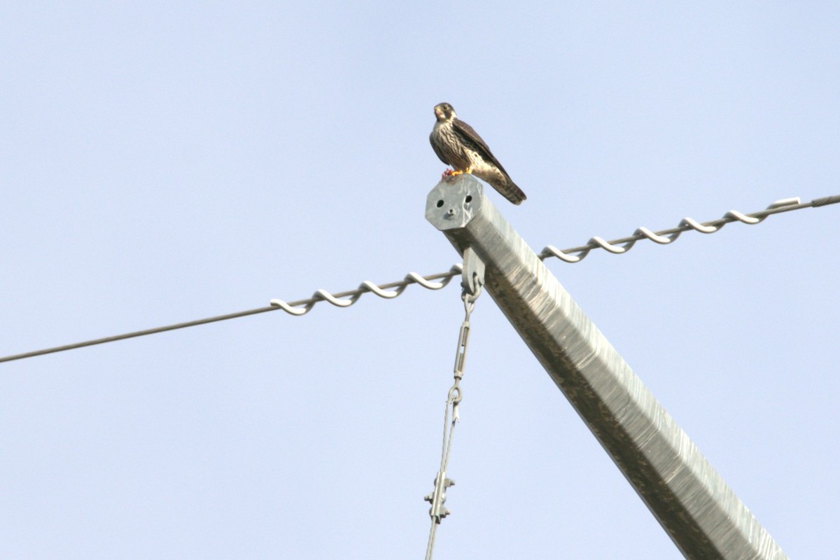 Peregrine Falcon - ML644277906