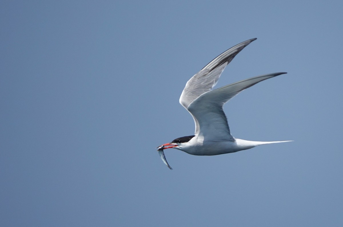 rybák obecný - ML644277910